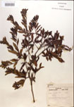 000017021-thumbnail.jpg