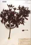 000017023-thumbnail.jpg