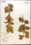 000017068-thumbnail.jpg