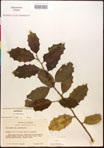 000017069-thumbnail.jpg