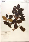000017071-thumbnail.jpg