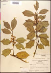 000017072-thumbnail.jpg