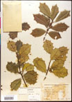 000017073-thumbnail.jpg