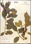 000017074-thumbnail.jpg
