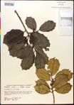000017075-thumbnail.jpg