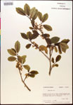 000017076-thumbnail.jpg
