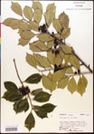000017077-thumbnail.jpg
