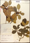 000017078-thumbnail.jpg