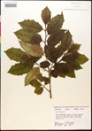 000017079-thumbnail.jpg