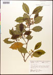 Ilex