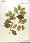000017081-thumbnail.jpg