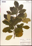 000017082-thumbnail.jpg