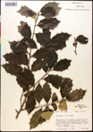 000017083-thumbnail.jpg
