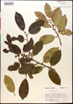 000017084-thumbnail.jpg
