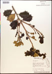 000017085-thumbnail.jpg