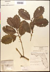 000017086-thumbnail.jpg