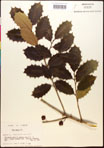 000017087-thumbnail.jpg