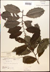 000017088-thumbnail.jpg