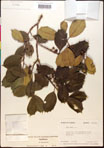 000017089-thumbnail.jpg