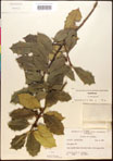 000017090-thumbnail.jpg