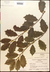 000017091-thumbnail.jpg