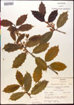 000017092-thumbnail.jpg