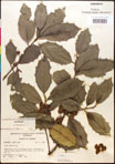 000017093-thumbnail.jpg