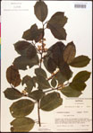 000017094-thumbnail.jpg