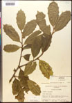 000017095-thumbnail.jpg