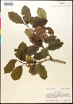 000017096-thumbnail.jpg