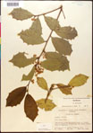000017097-thumbnail.jpg