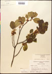 000017098-thumbnail.jpg