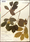000017099-thumbnail.jpg