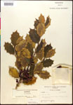 000017100-thumbnail.jpg