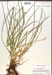 Carex