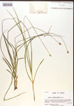 000017129-thumbnail.jpg