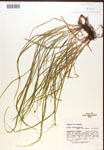 000017131-thumbnail.jpg