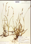 000017135-thumbnail.jpg