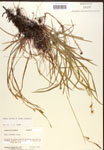000017137-thumbnail.jpg