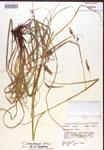 000017155-thumbnail.jpg