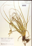 000017156-thumbnail.jpg