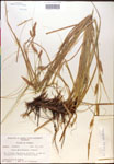 000017159-thumbnail.jpg