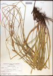 000017160-thumbnail.jpg