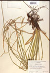 000017161-thumbnail.jpg