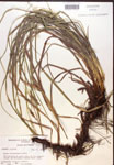 000017166-thumbnail.jpg