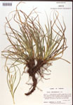 000017167-thumbnail.jpg