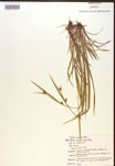 000017221-thumbnail.jpg