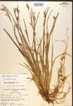 000017225-thumbnail.jpg