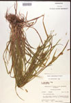 000017232-thumbnail.jpg