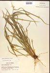 000017233-thumbnail.jpg